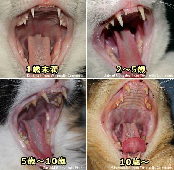 小猫牙齿图解年龄图片