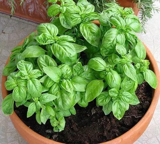 香草吊兰的养殖和浇水(吊兰养殖方法和浇水方法)-花卉知识网