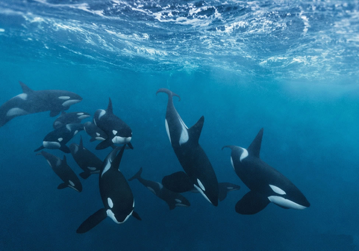虎鲸是高等动物吗,海里有没有高等生物-聚富理财网