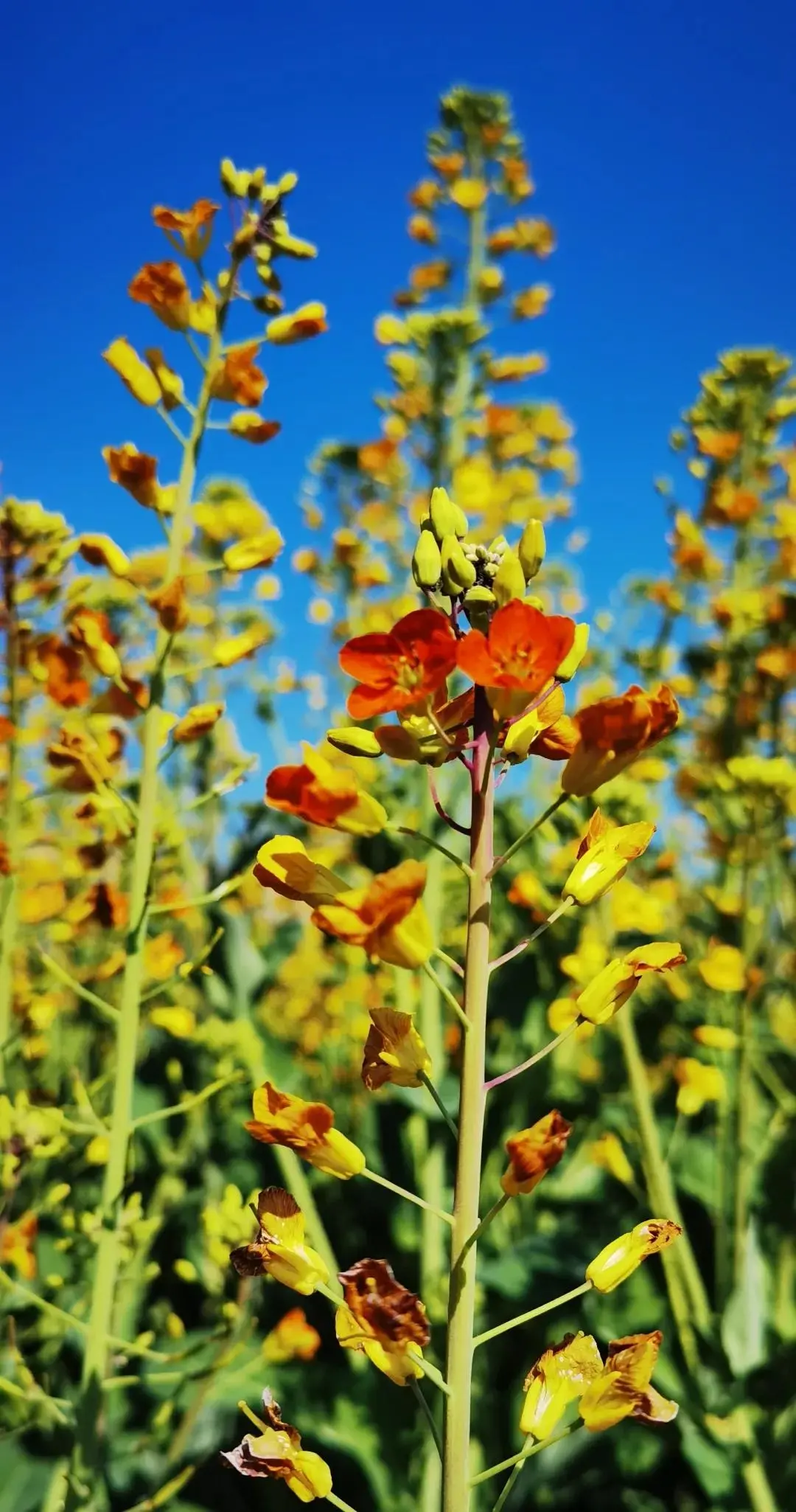 国家级一流！厉害了我的云南农大