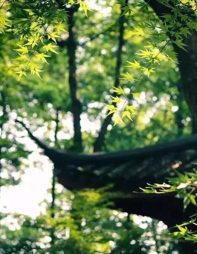 风暖人间草木香，一笺清浅入夏来