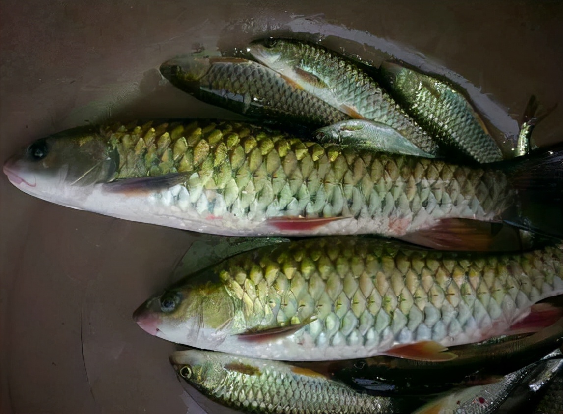 廣西老鄉釣獲