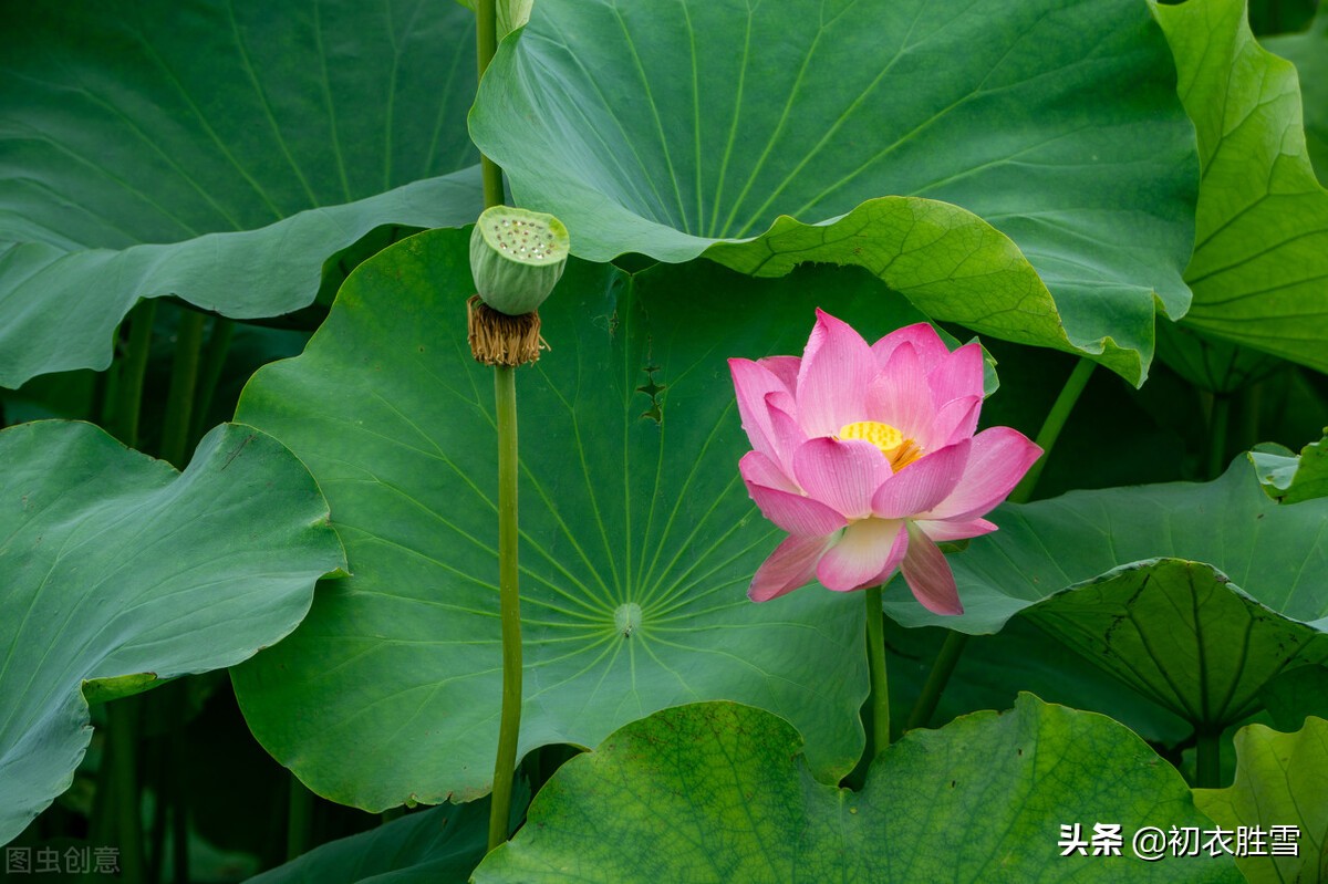 荷叶美诗六首赏读：爱莲尽爱花，而我独爱叶