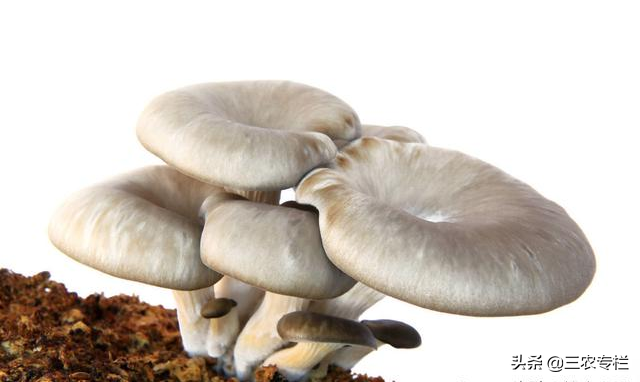 平菇栽培技术，想要种植土质很关键，去看看是怎么种植的