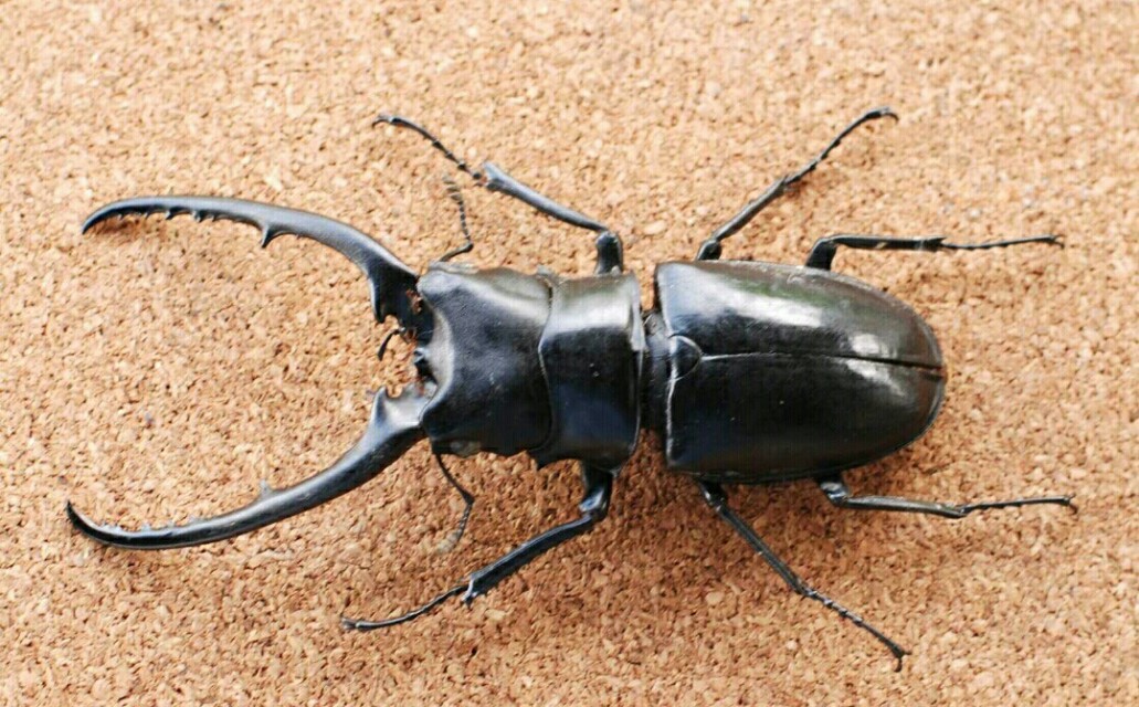 双角甲虫图片