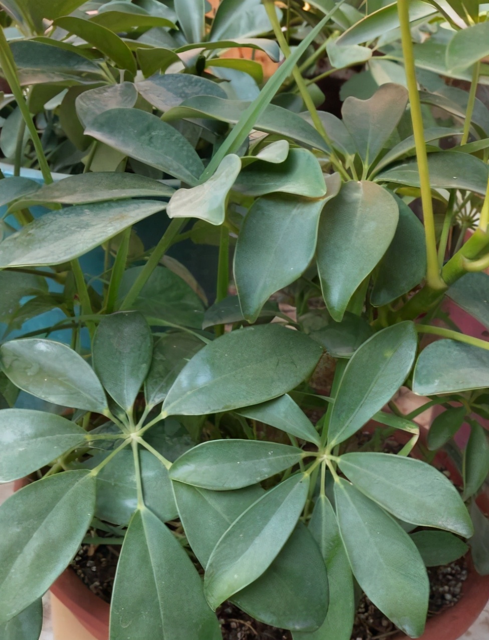 一个非常好的名字就是"八方来财",这样的寓意相信没有花友会拒绝吧