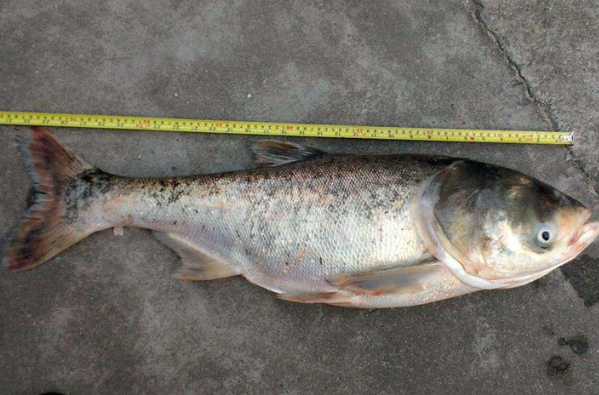 俗称"雄鱼",以头大而闻名,有水中清道夫之称,在湖南很受欢迎