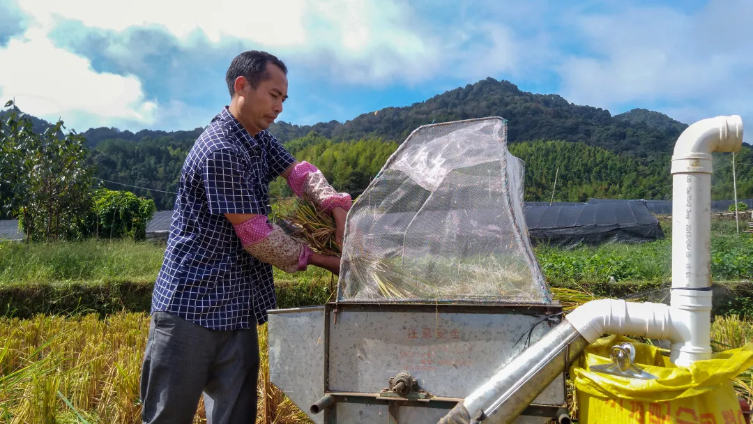 你有多久没回老家割禾了?