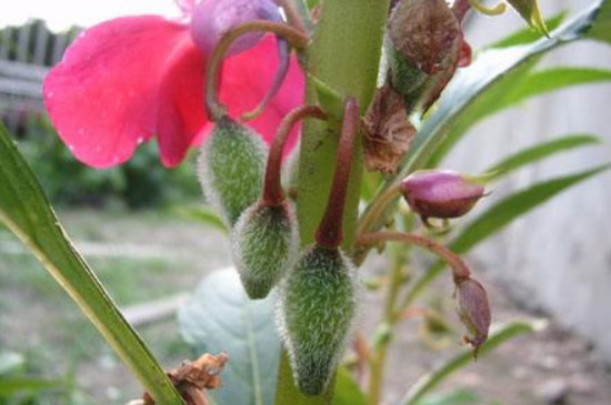 凤仙花种子需要泡水吗（凤仙花的正确种植方法）