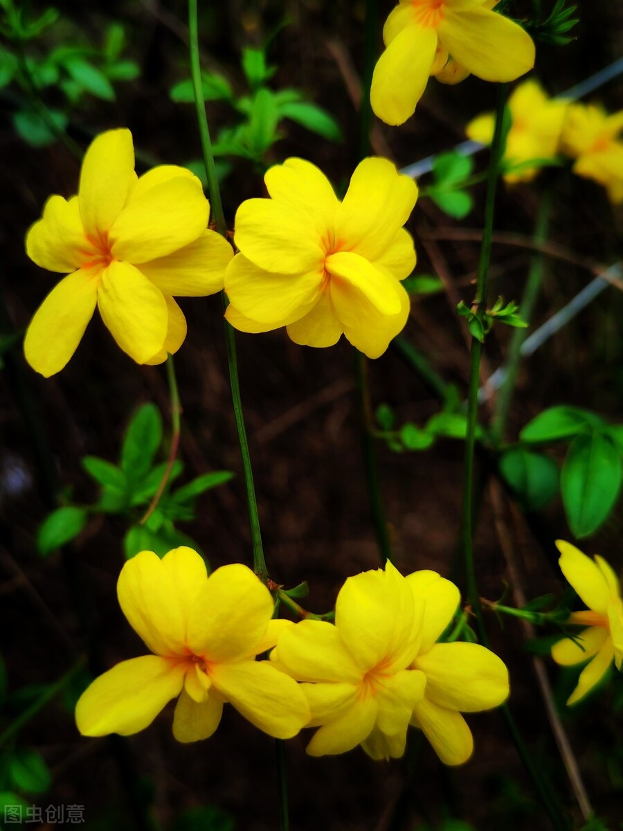 又名野迎春,云南黄素馨,云南黄馨等,木犀科素馨属攀援灌木,高1-4米.