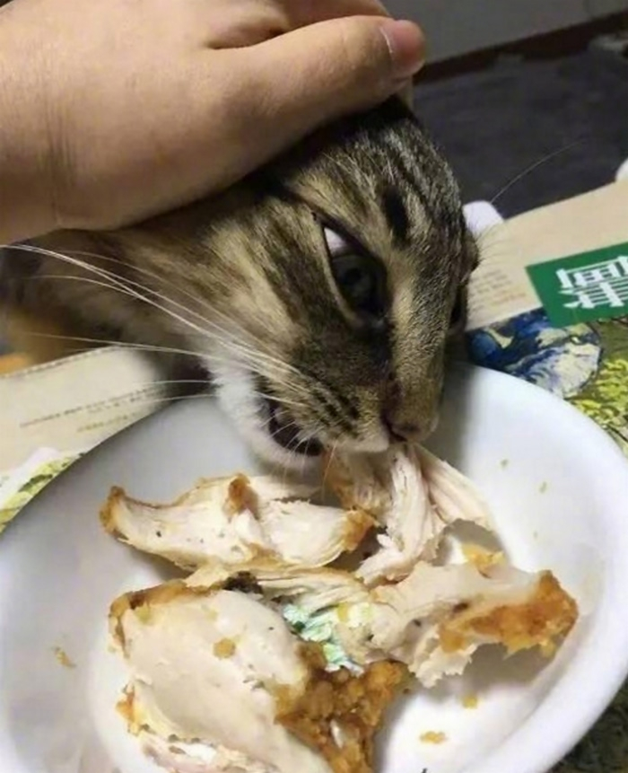 小猫喜欢吃什么（推荐6种食物猫咪很爱吃）