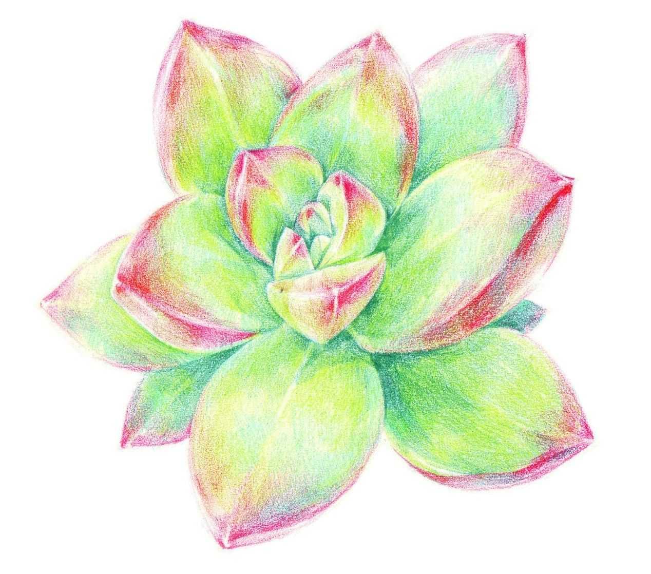 多肉怎么画(多肉怎么画彩铅)