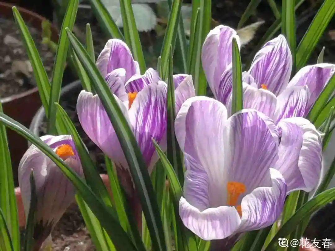 冬天开什么花(50种冬天开花植物天冷了照样冒花苞)