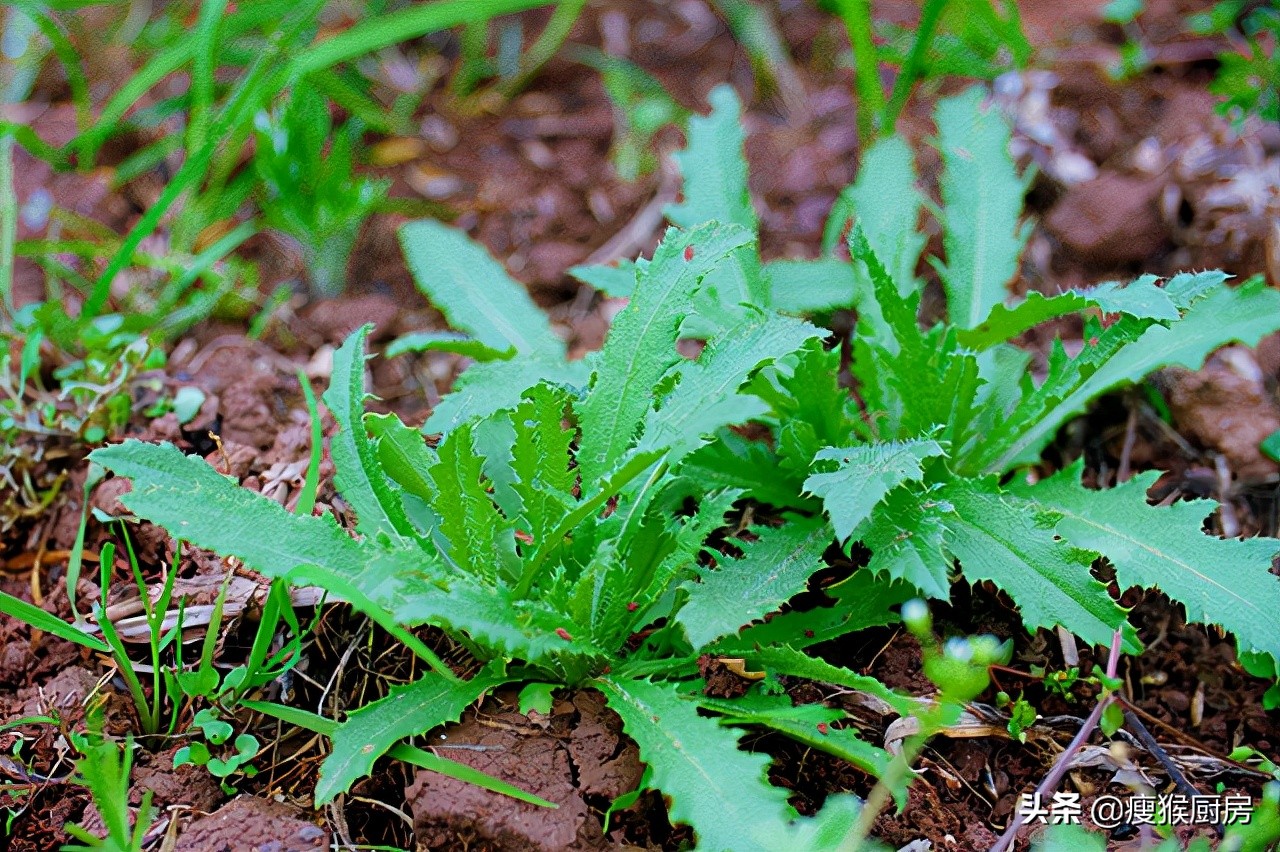 40种野菜图片大全,教你认识不同的野菜和吃法,你想要的野菜都有