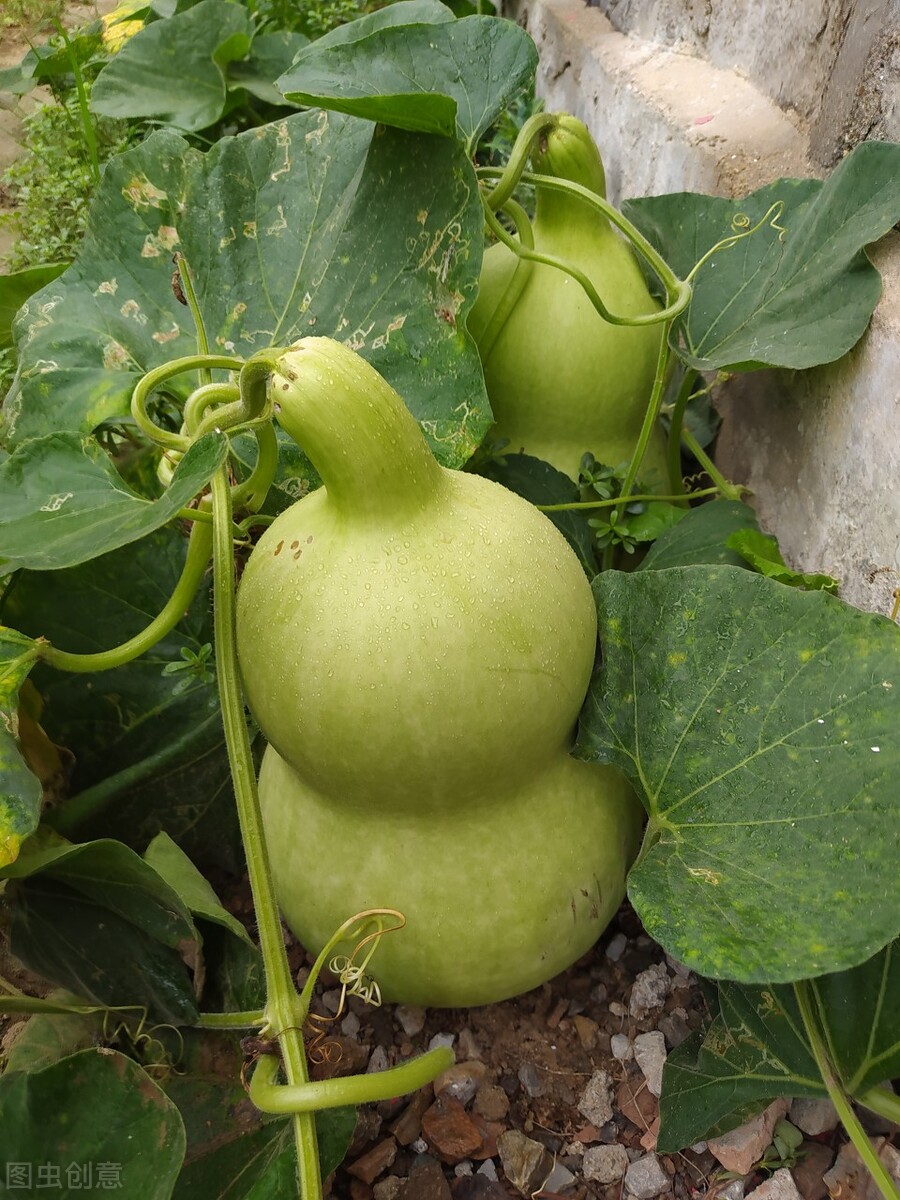 家里摆设葫芦的寓意（院子里栽种葫芦的好处寓意）