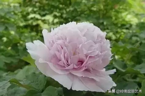 牡丹花欣赏(种类及名称)