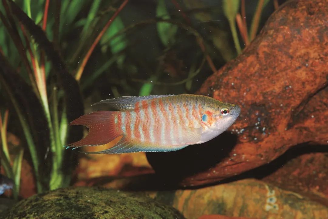 鱼类名称大全及图片淡水鱼有哪些