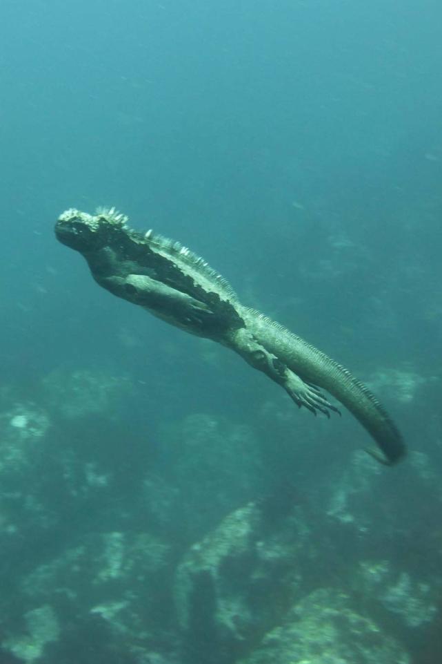 海鬣蜥蜴是什么动物（海㡳大猎杀海蜥蜴）