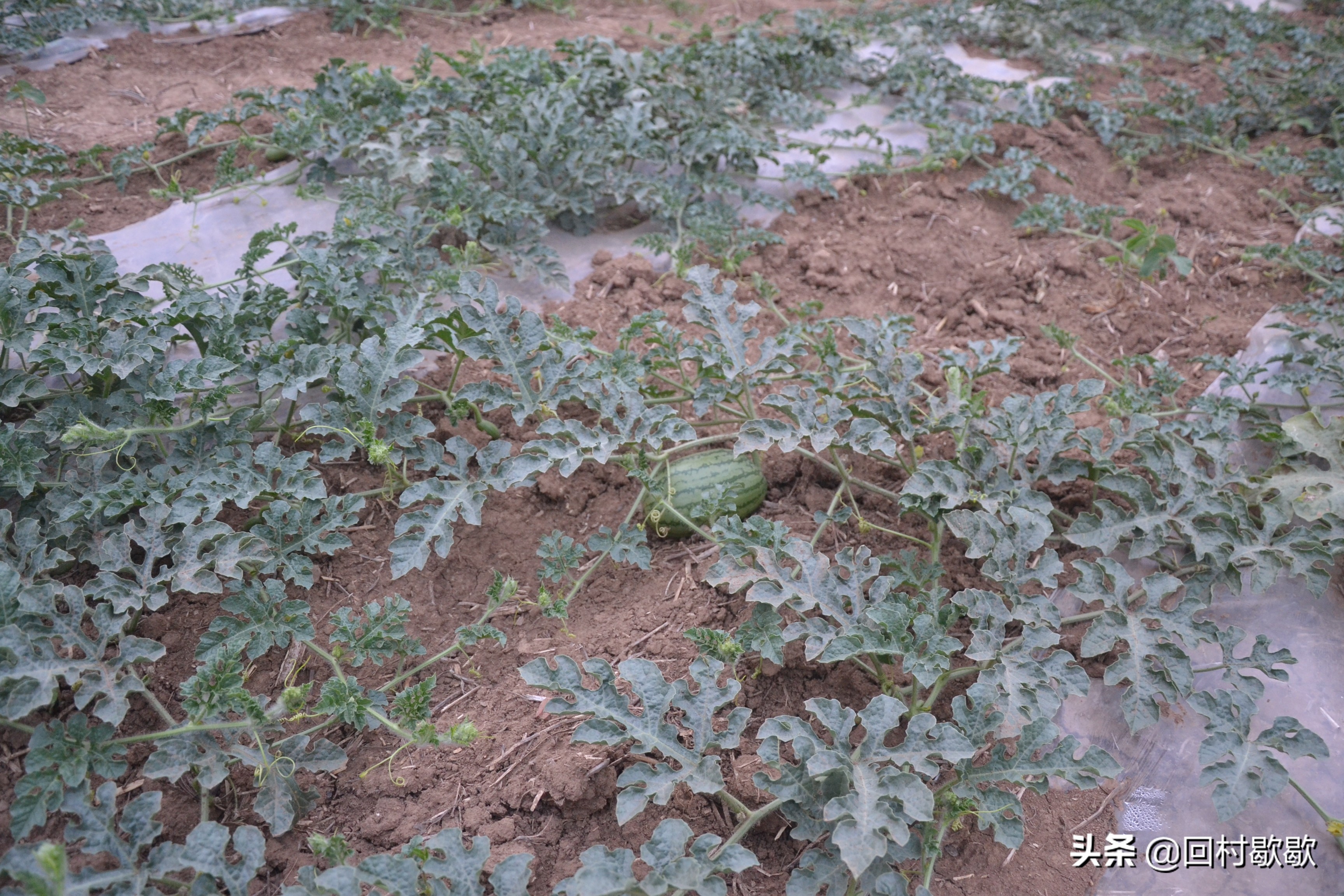 打瓜图片(嫌麻烦) - 赤虎壹号