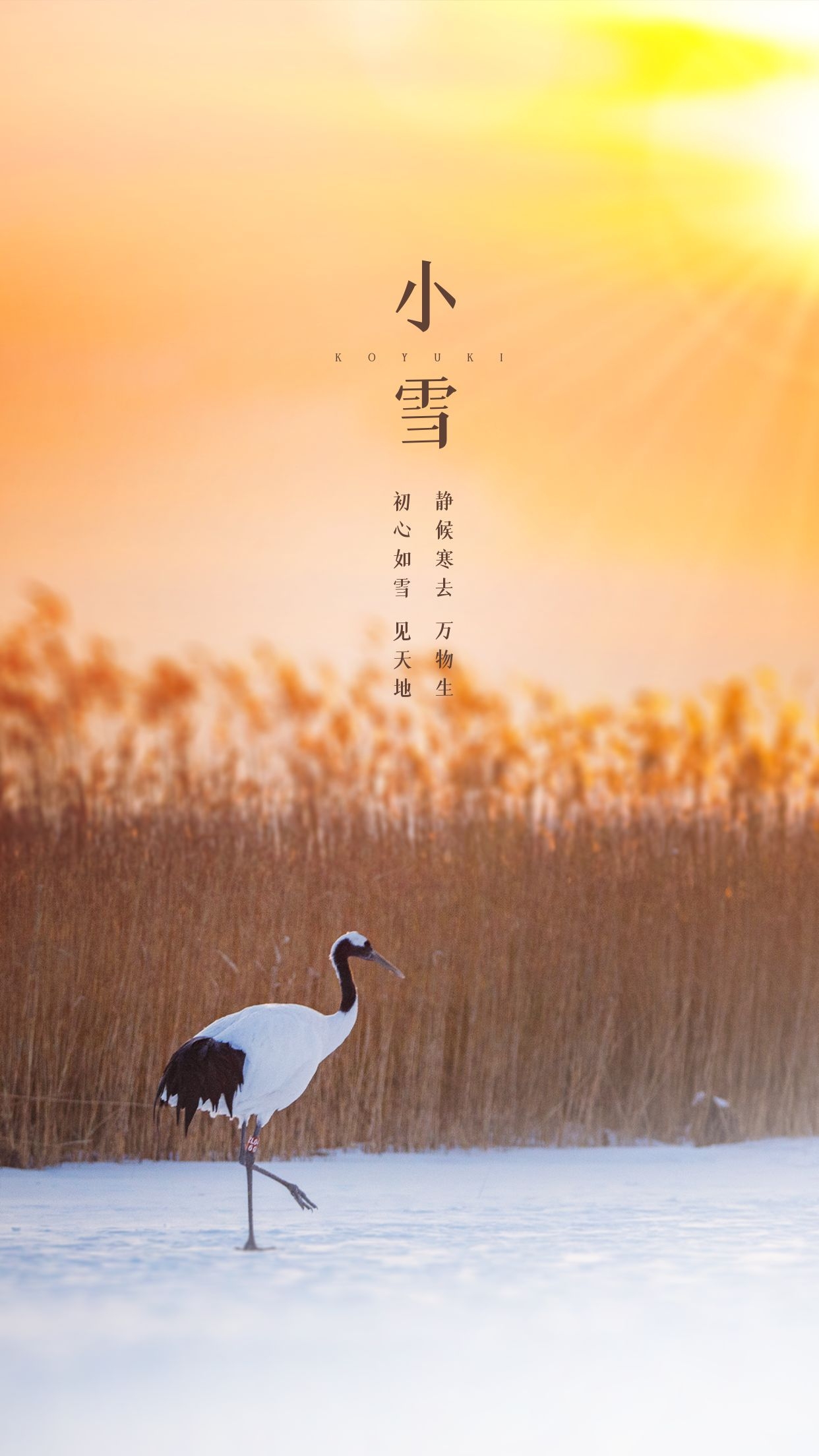 小雪图片配图大全简单带字,适合小雪节气的文案句子祝福问候语