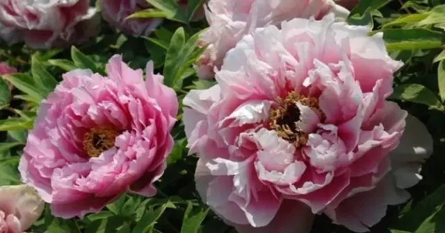 100种名贵牡丹鉴赏 绘画好素材（报花名）