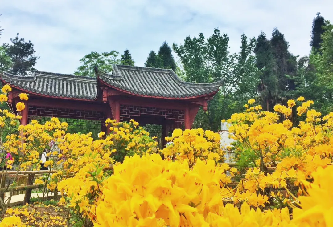 清明去哪儿？成都出发9条线路，踏青赏花逛古镇，采茶逗鹿看石刻