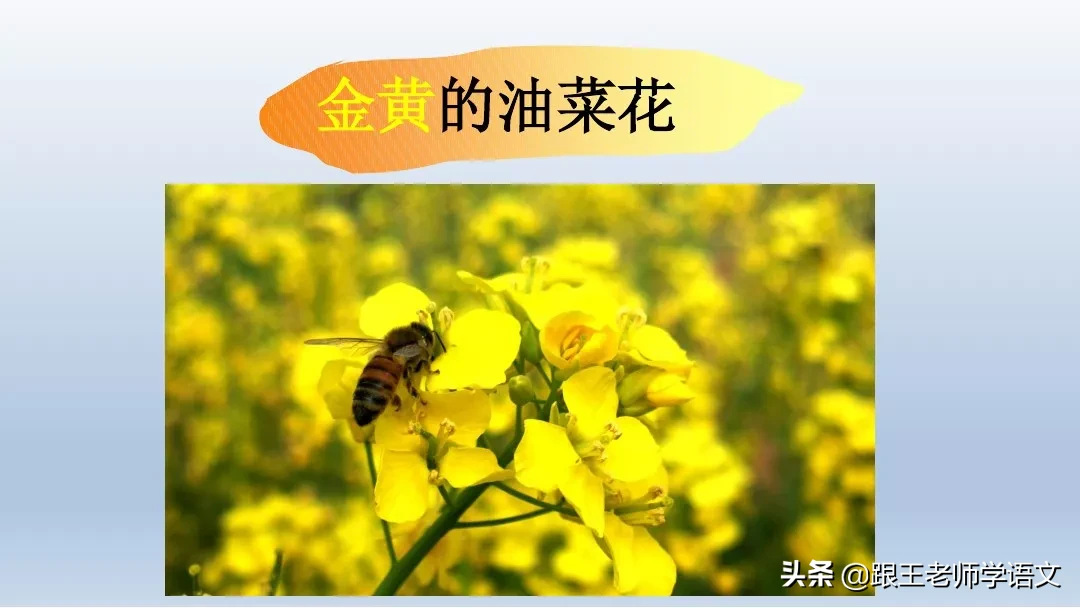 部编语文一年级下册4、四个太阳+朗读+知识点+图文解读