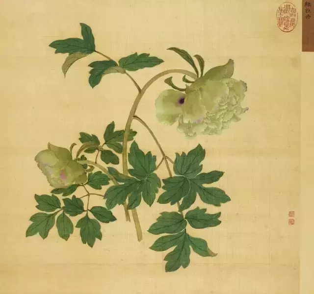 一朵牡丹价值超过100万,魅力何在?
