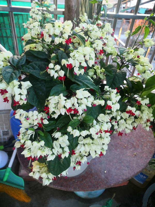 九龙吐珠手术示意图(九龙吐珠菲律宾手术)_友友