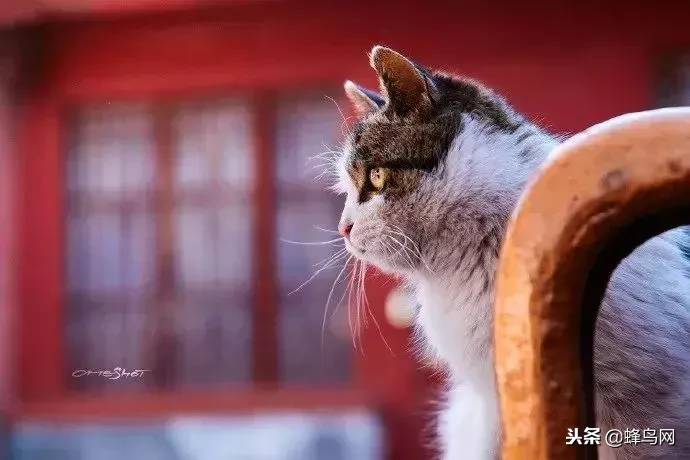 蜂鸟世界杯(故宫最招人爱的御猫，走了……)