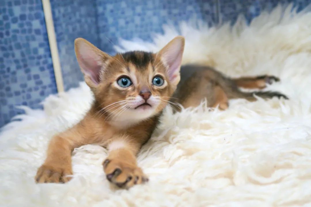 世界上最乖巧的10种猫咪，据说无人能抵挡住它们的温柔