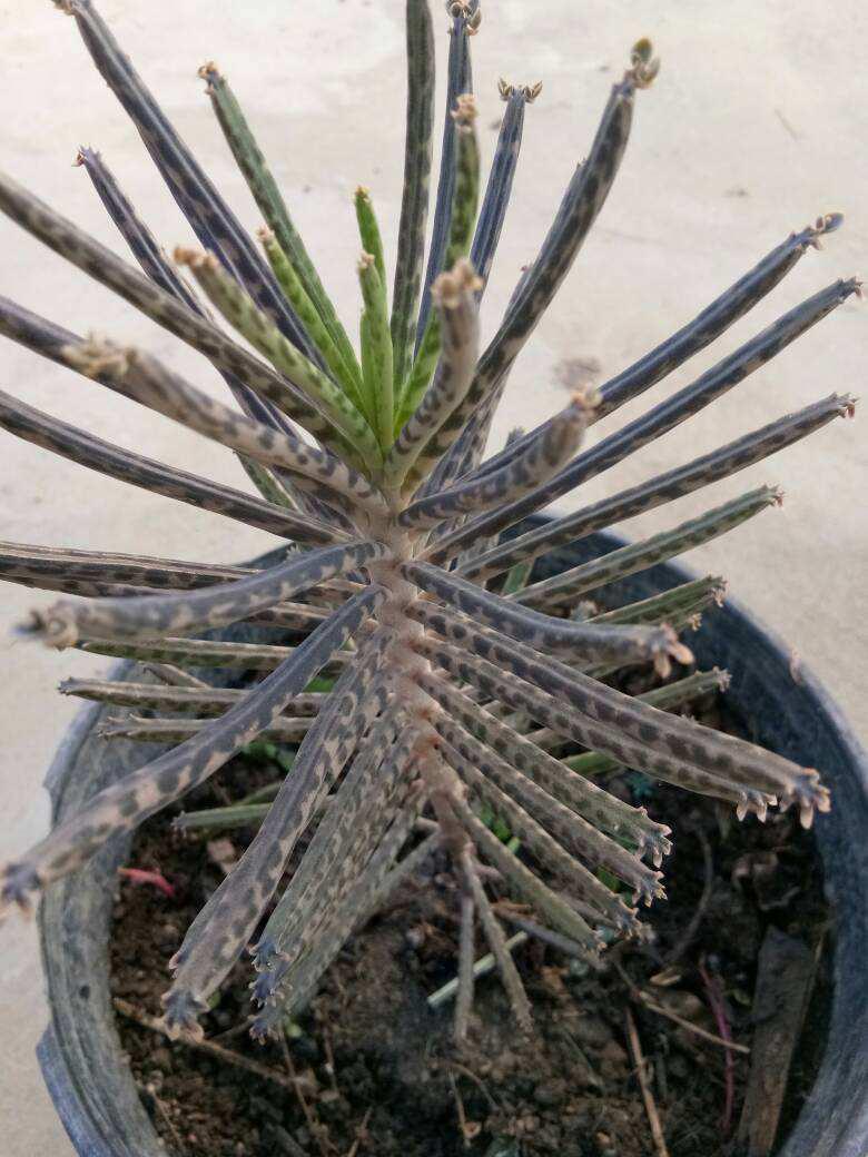 种过不死鸟吗?又叫落地生根,随便扔墙角就能繁殖一大片