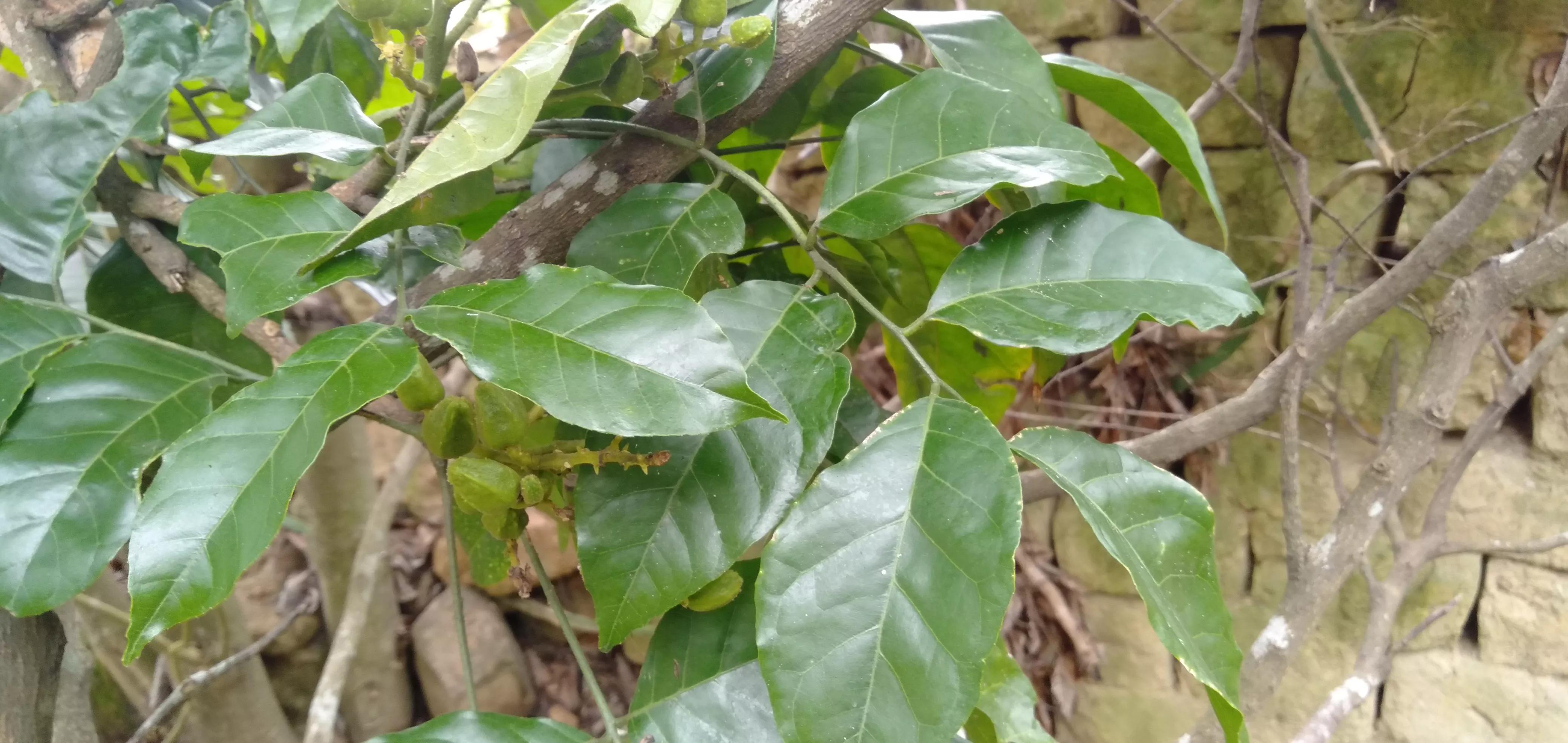 黄皮果的功效与作用 黄皮果叶的功效及禁忌-春风号