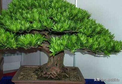 罗汉松怎么养才能更旺盛（记住这一点枝叶茂盛）