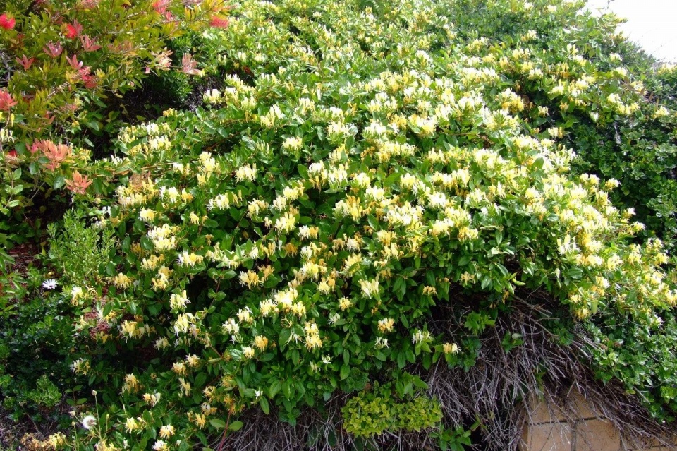 家里养金银花，有金有银“有钱花”，摘花泡茶，养人旺家