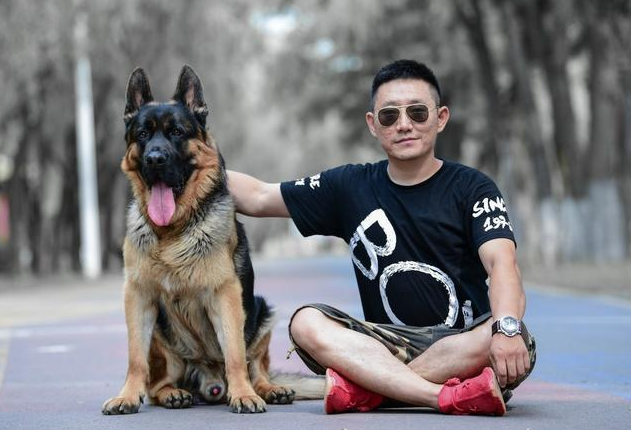 世界公认的犬类战斗力排名榜