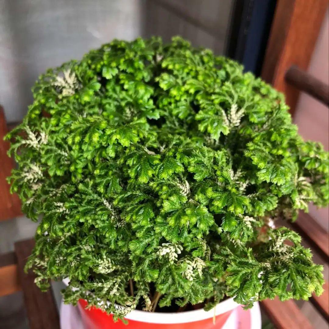 九死還魂草,九死還魂草的功效與作用