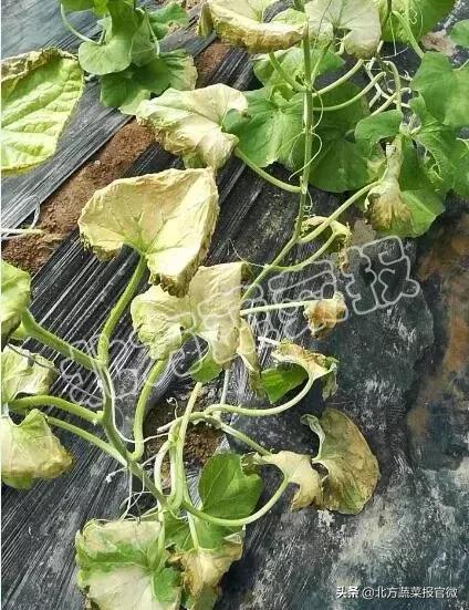 500克是多少斤 500ml等于多少斤-徐拾记官网