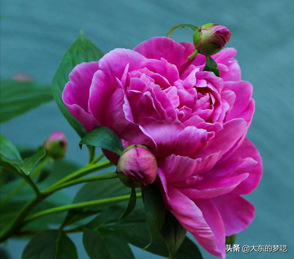 「植物知识说」“花中之王”—牡丹花