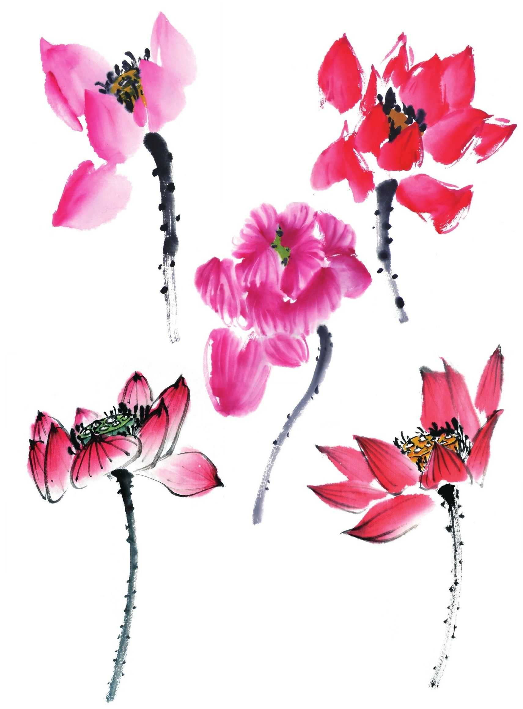 零基础国画教程:分步骤讲解荷花的画法,学会画荷花很简单,学习