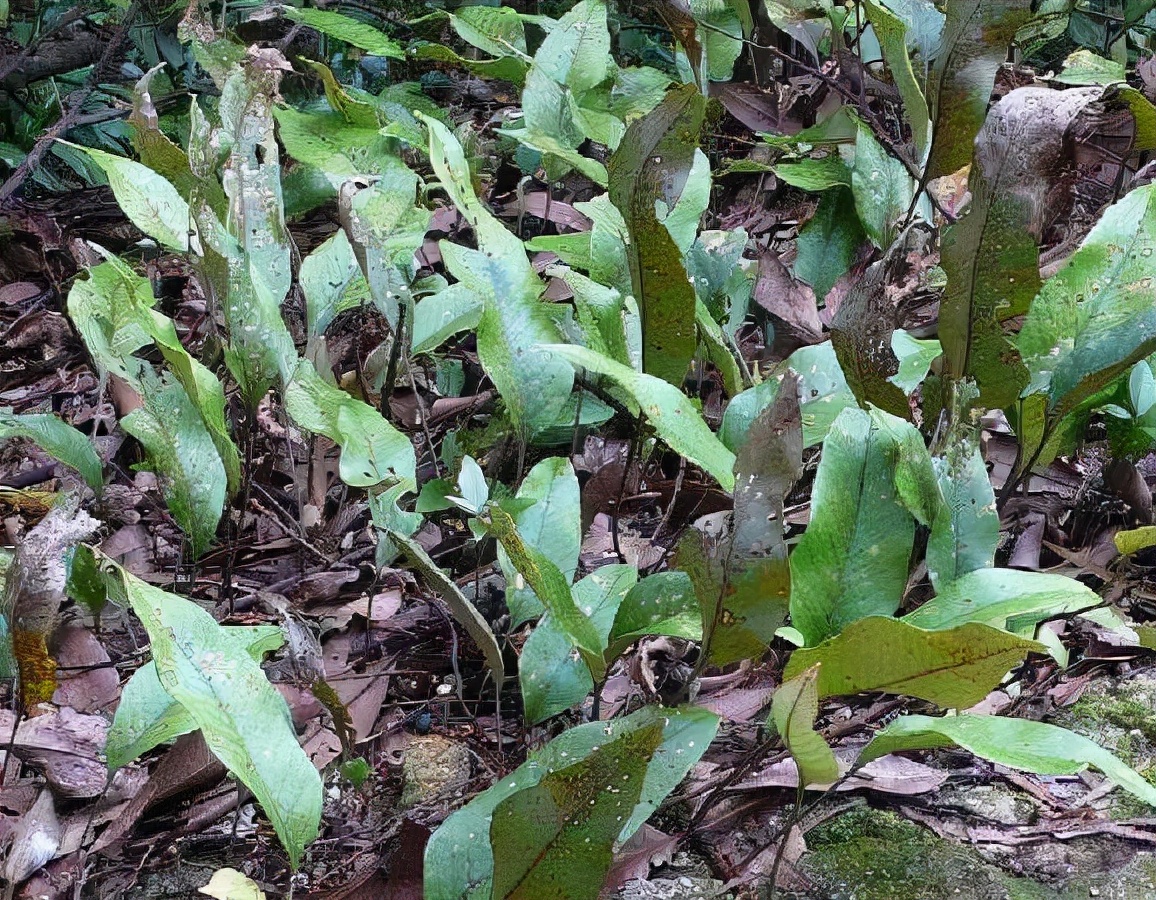 石韦草的功效与作用(一种) - 行就行