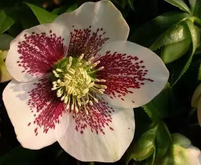 各种花的寓意及花语（100种花的花语大全）