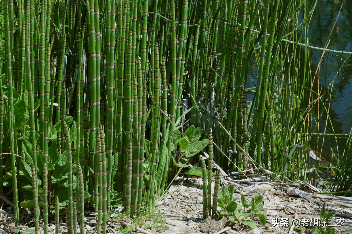 麻黄植株图片图片