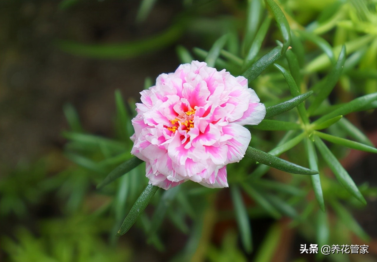 二年生花卉有（适合秋播花卉的10大品种）