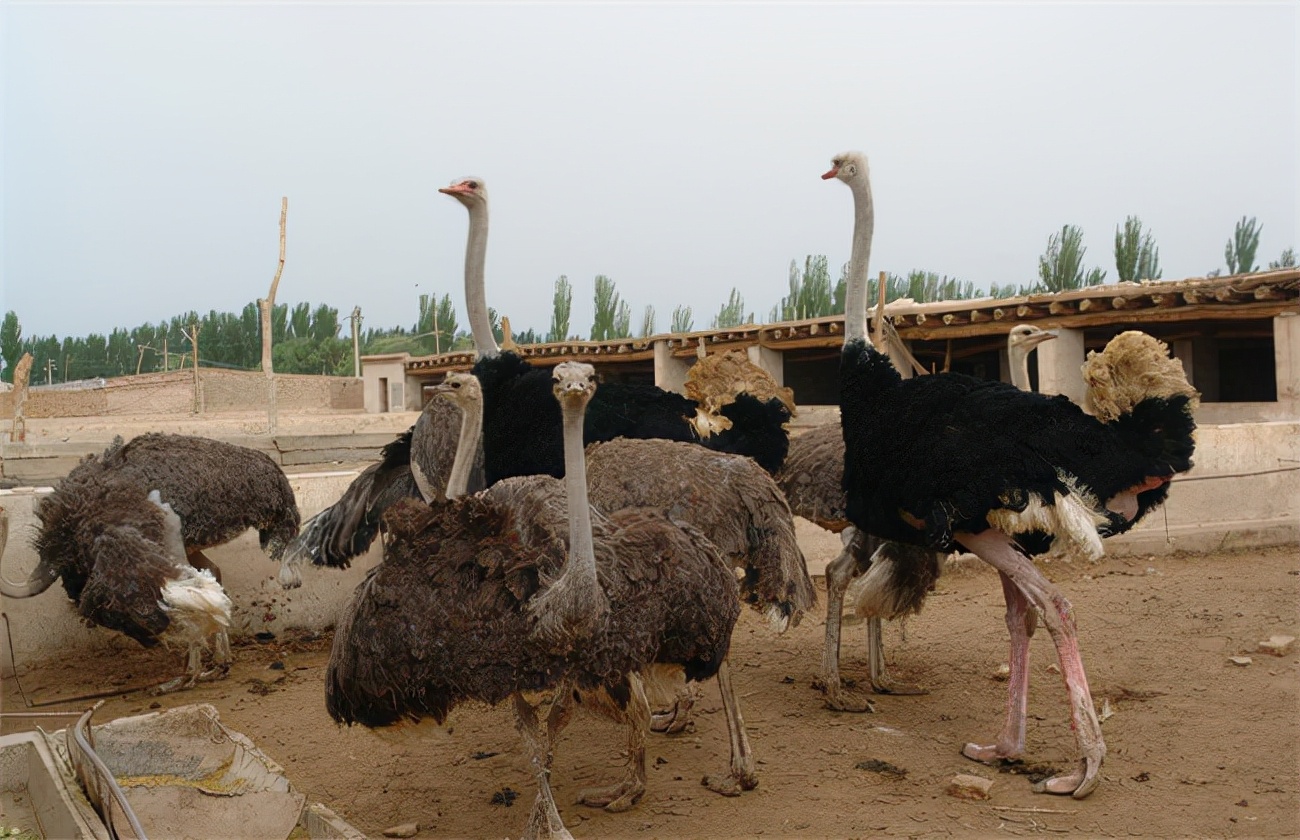 鸵鸟养殖成本与利润鸵鸟养殖赚钱吗成本与利润如何