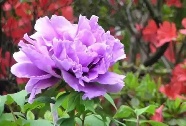 100种名贵牡丹鉴赏 绘画好素材（报花名）