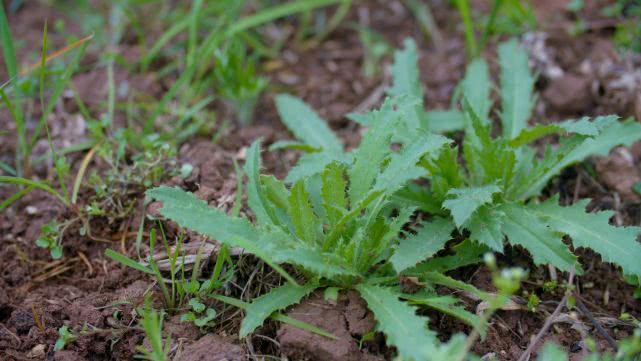在农村有一种叫刺蓟草,它有哪些功效和作用呢?大家见过吗?