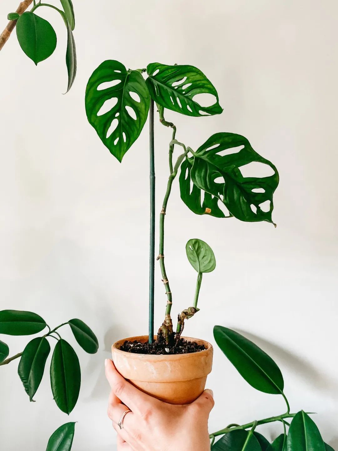 常见50种植物（50种常见的室内盆栽绿化植物）