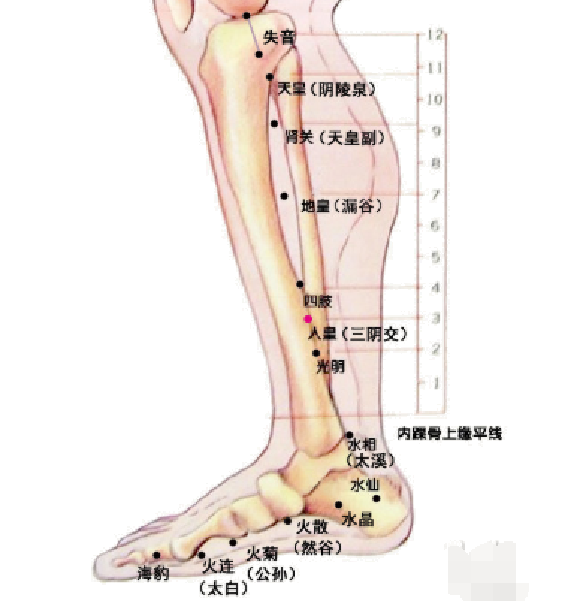 肘关节经络图图片