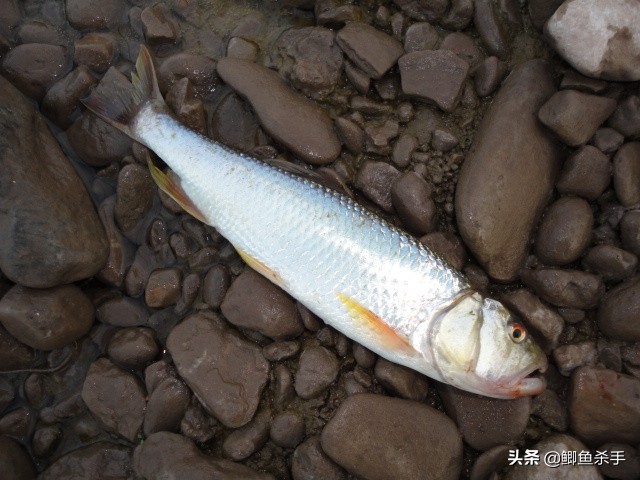 永定河里的鱼(禁食令：北京市从6月1日起，这17种鱼将严禁食用)